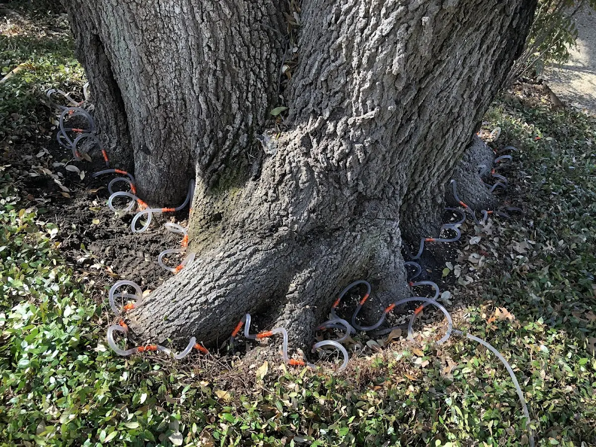 Detailed Shrub and Hedge Trimming job site in Davy