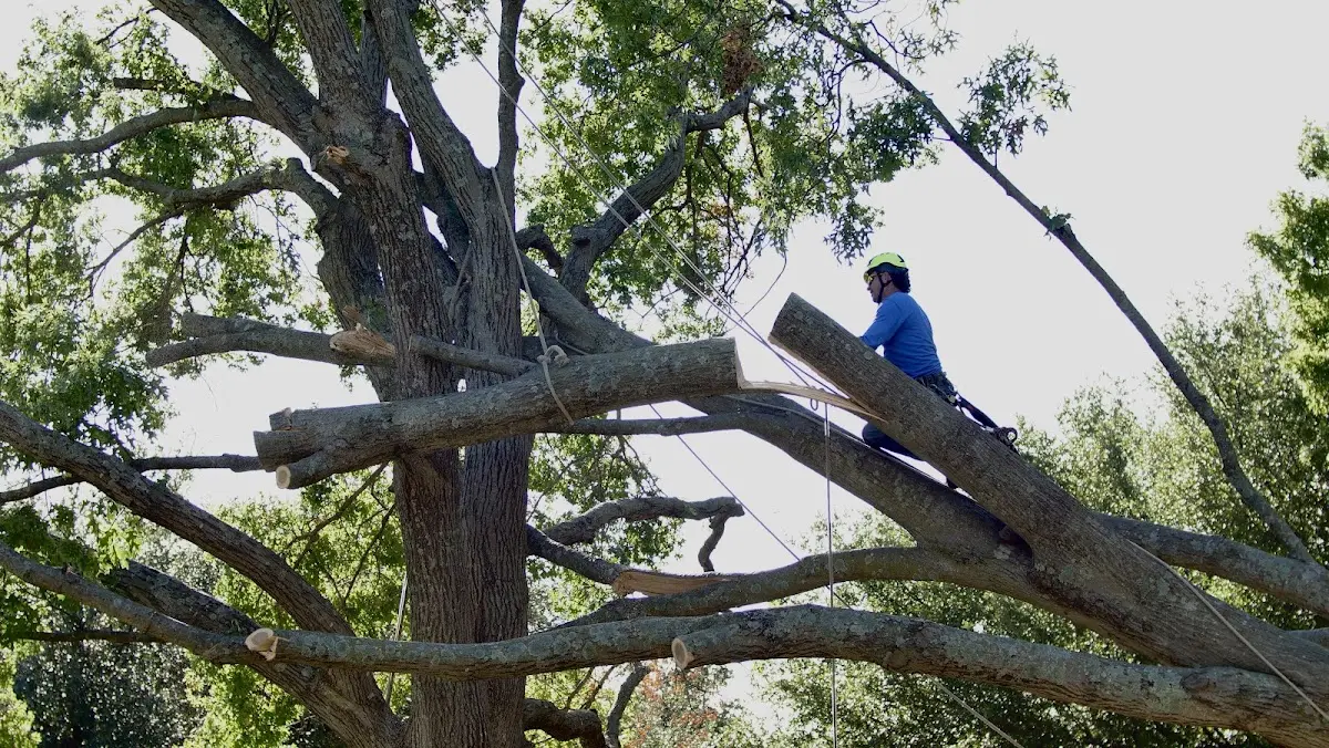 Professional Hazardous Tree Removal performed by certified arborists in Davy