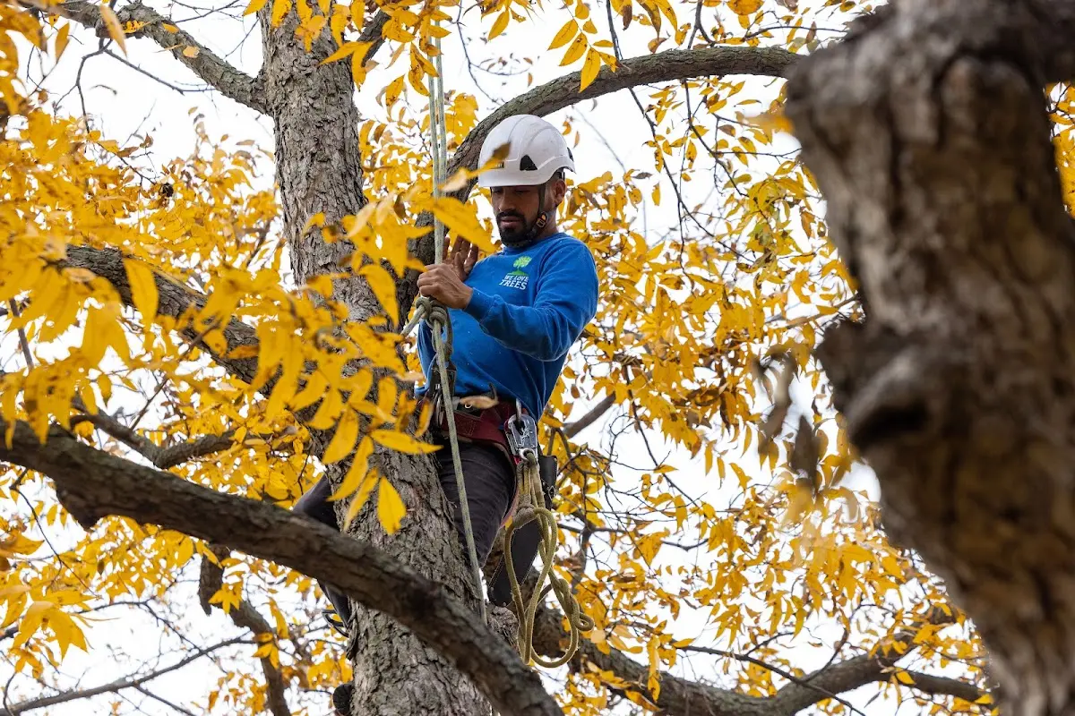 Skilled Tree Transplanting crew working in Davy